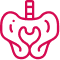 pelvis