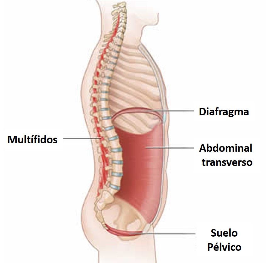 tipos de respiración
